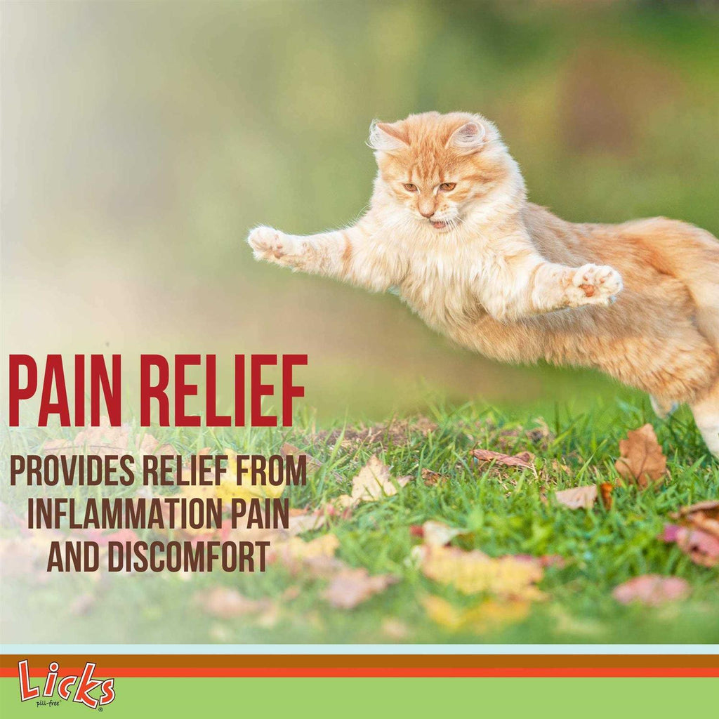 Turmeric and Ginger Cat Supplements V34588