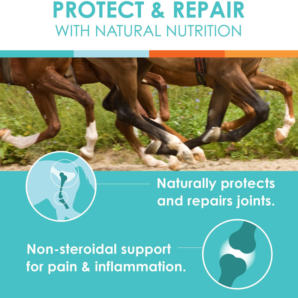 Natural Glucosamine Joint Support for Horses Q345524