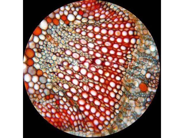 LED Binocular Biological Compound Microscope 40X-1600X U808637