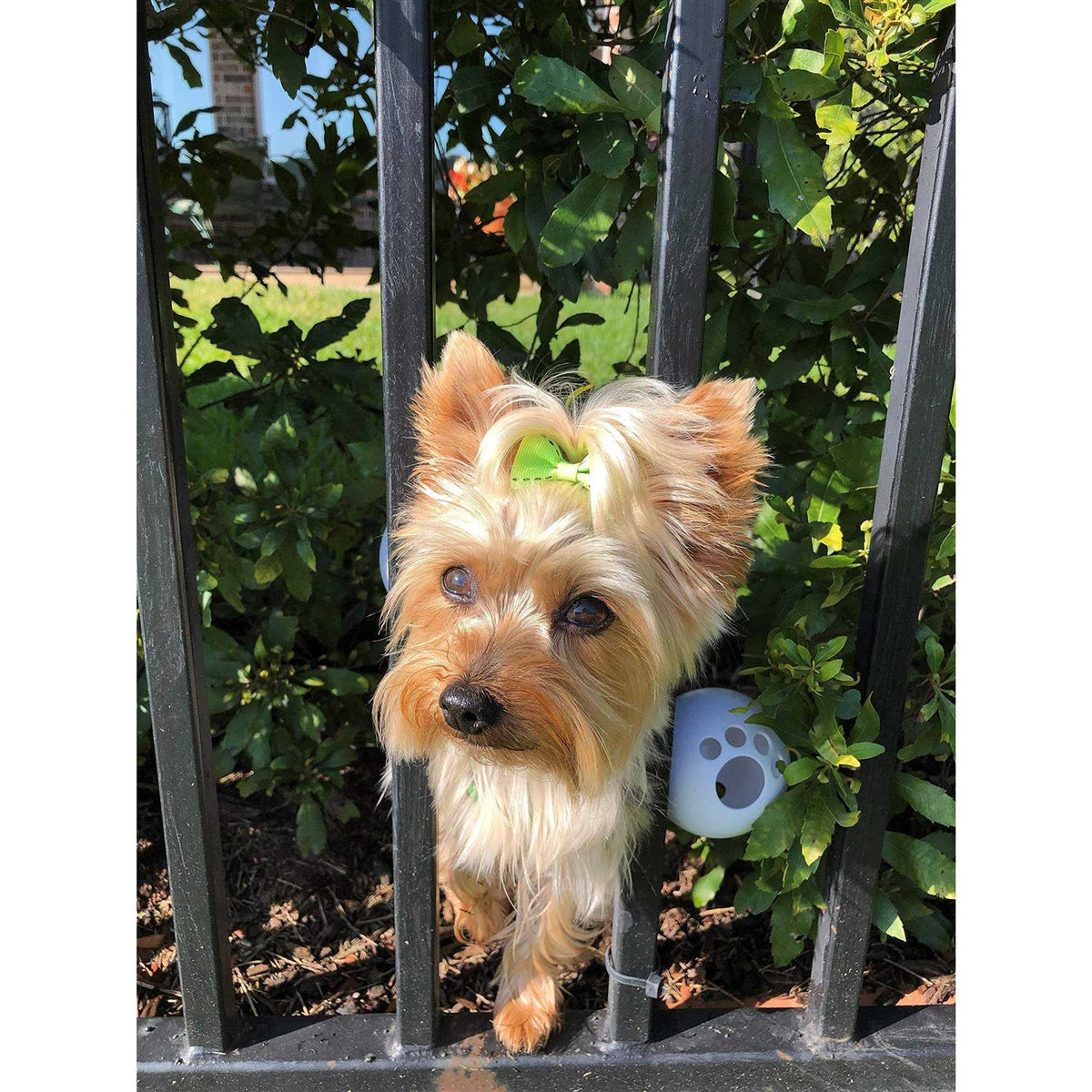Dog Harness Q481478
