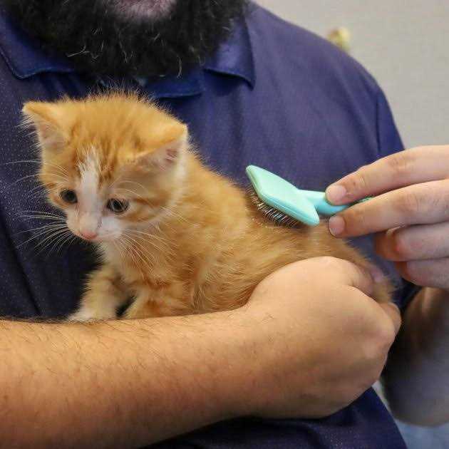 Kitten Slicker Brush with Coated Tips H4982
