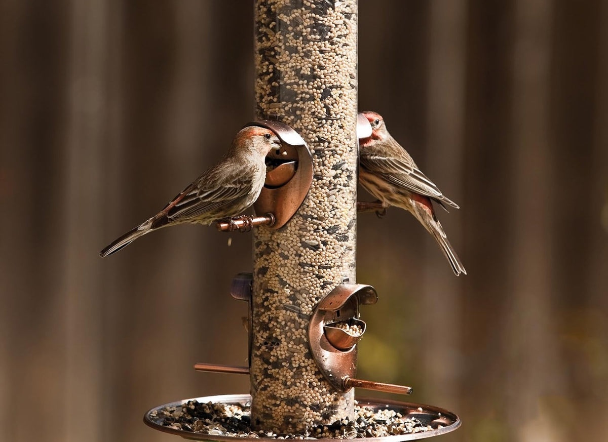 5.5-Pound Wild Bird Food B9270