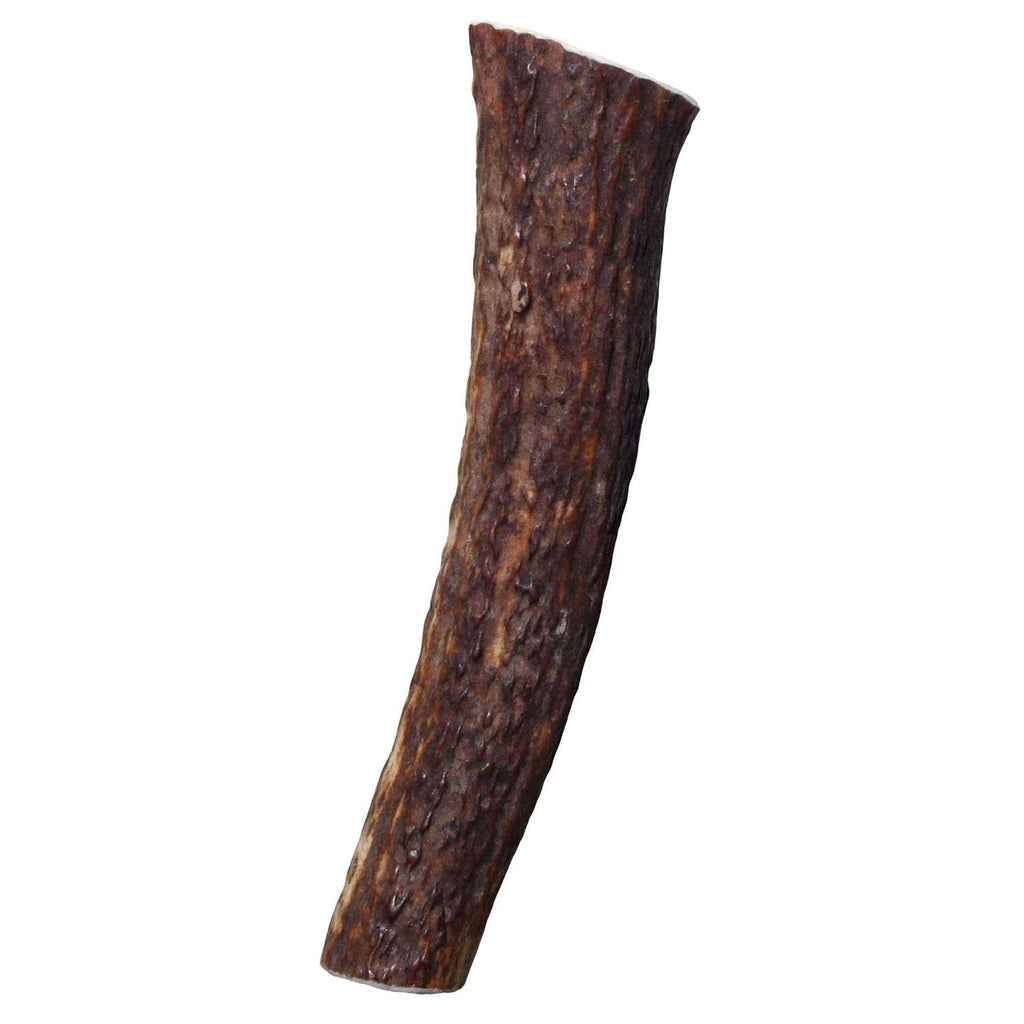 Whole Wild Elk Antler I9989