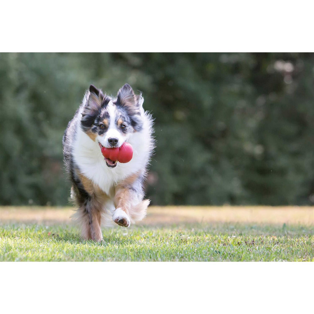 KONG Dog Toy G86138