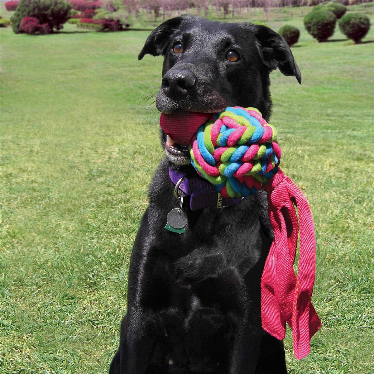Dog Toy C55887