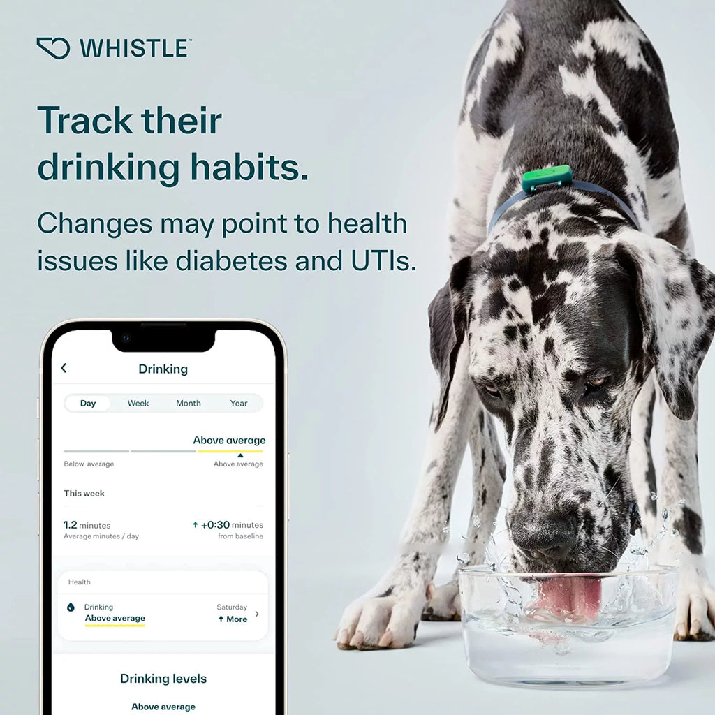Dog Health and Fitness Tracker Y279834